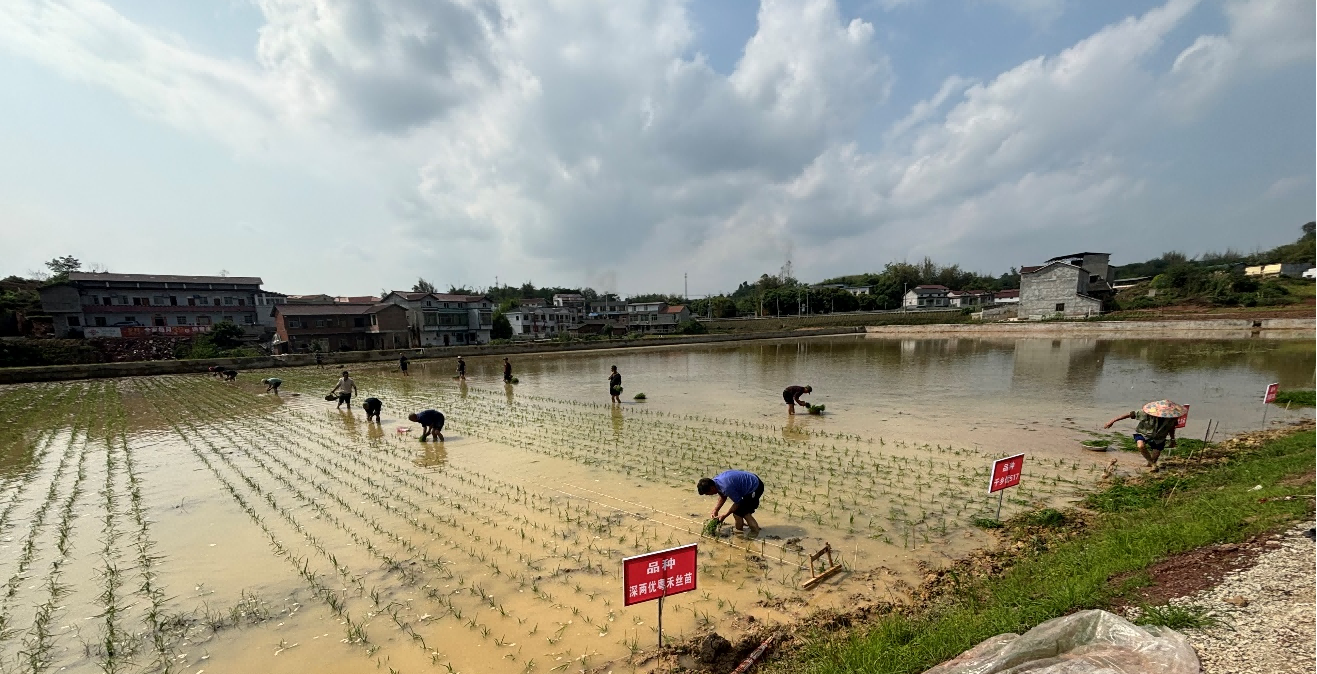 种芯农业实现2024年水稻新种类试验示范移栽工作