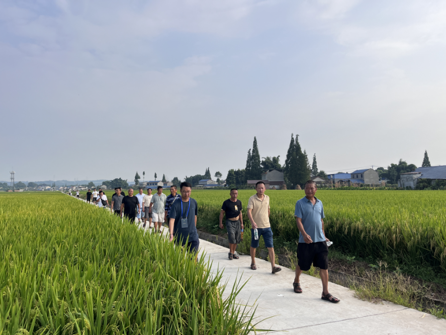 66c5b2ff4e4b2.png 九兴禾农业公司进行“天府粮仓优势水稻种类”现场观摩会1.png