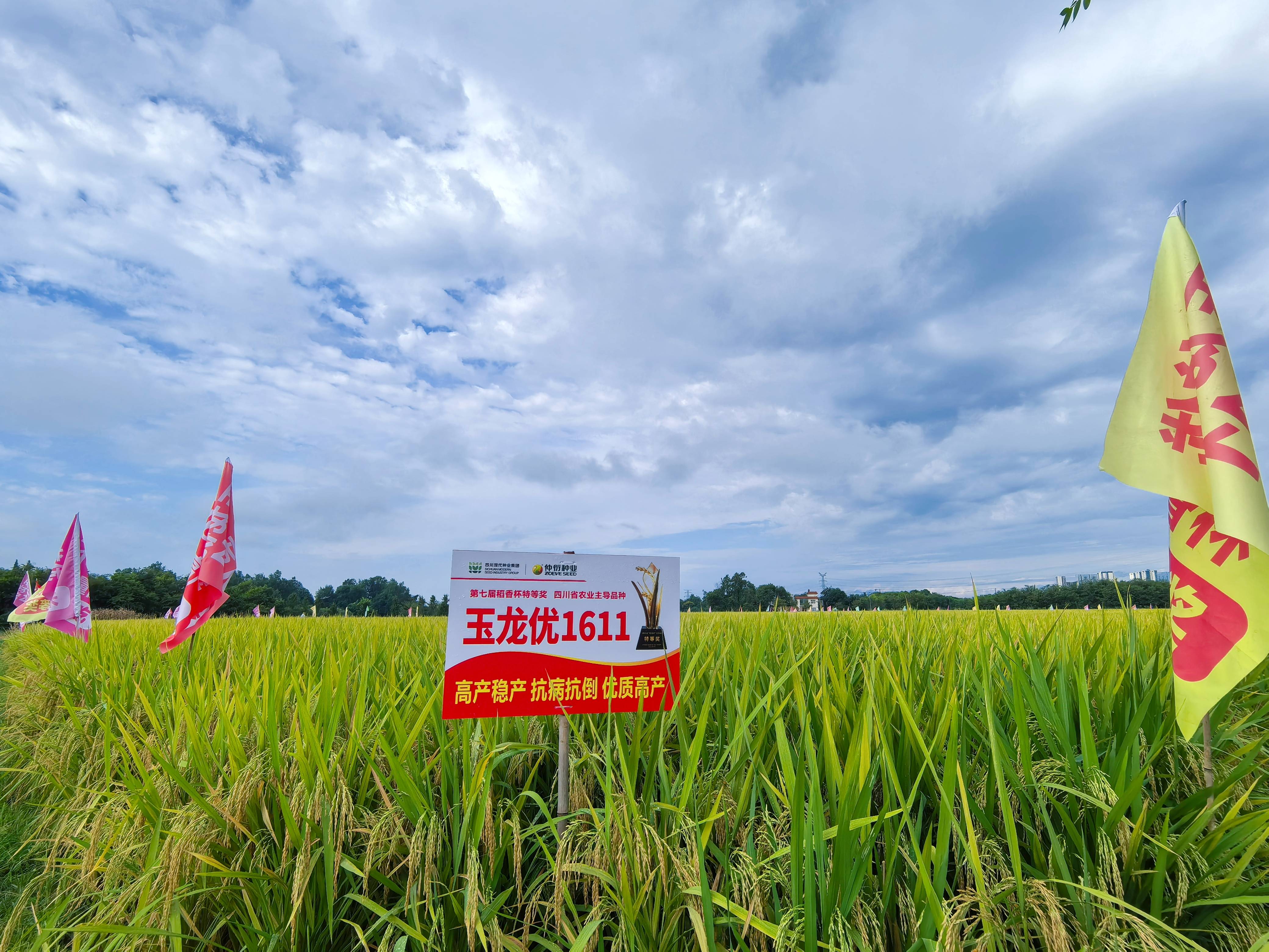 仲衍种业进行“玉龙优1611”百亩高产展示现场观摩会1(1).jpg