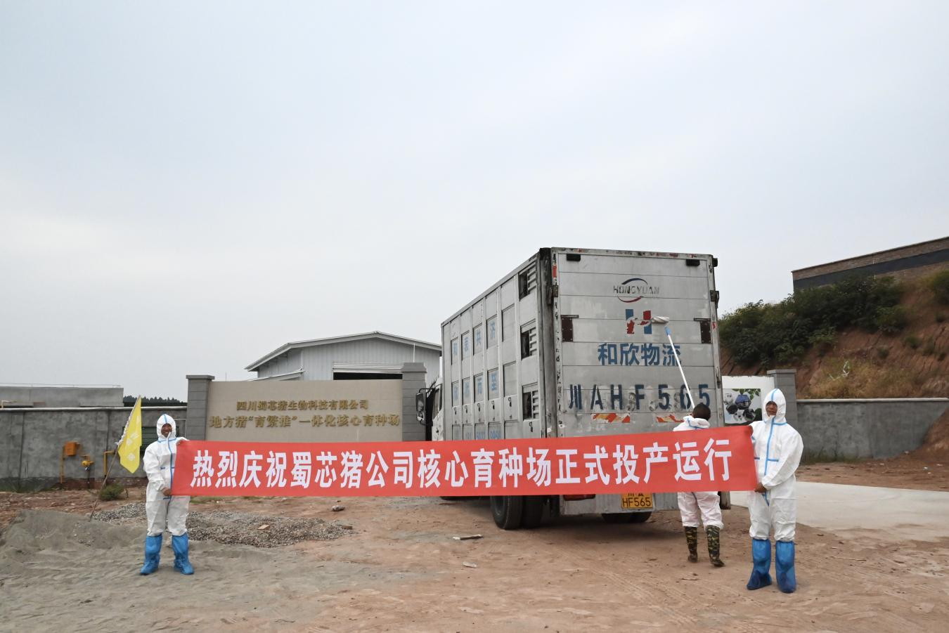 66fa108fb4449.png 蜀芯黑猪新种类主题育种场建成投产3.png