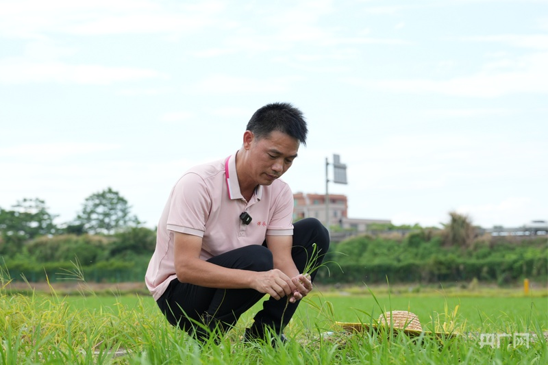【习声回响】科技赋能强种业 人勤苗壮绘丰登1.png