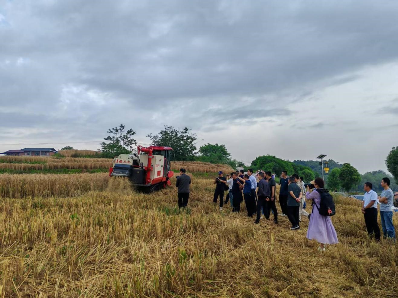 自贡市2025年小麦收成现场互换会在种芯农业公司示范种植基地召开