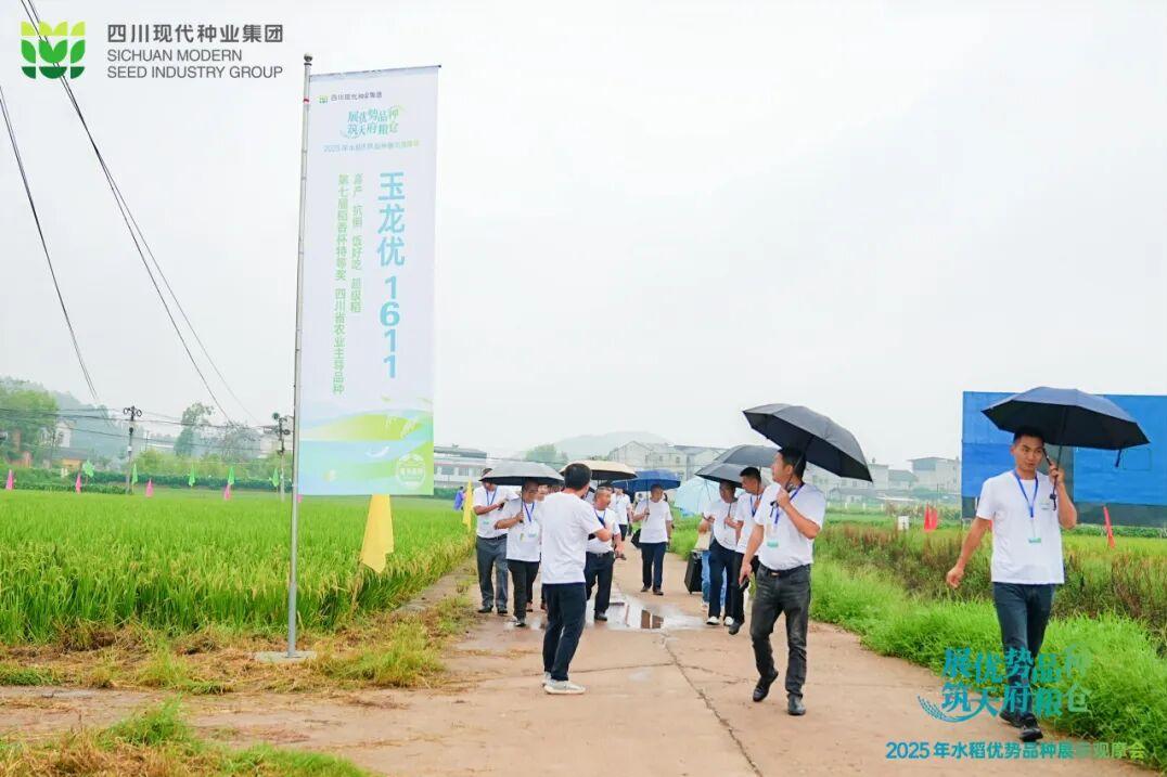 巨星国际官网优势水稻种类同台“竞技” 优当选优让农夫安心种