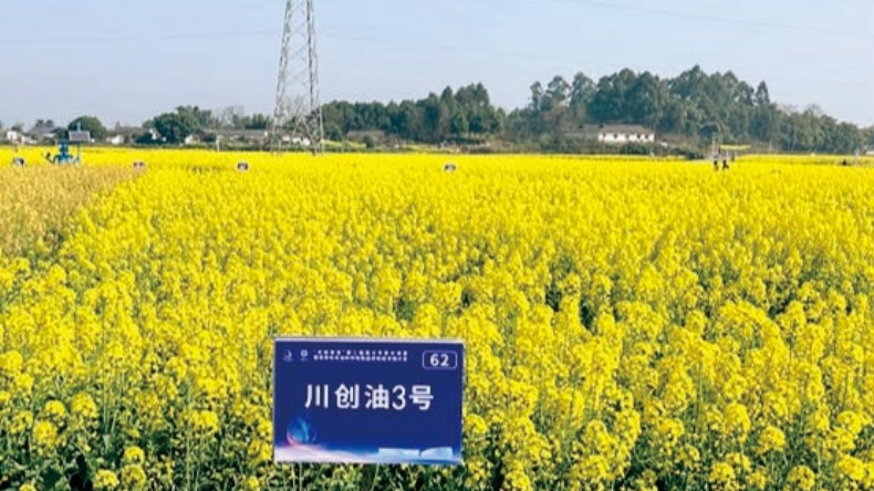川创油3号